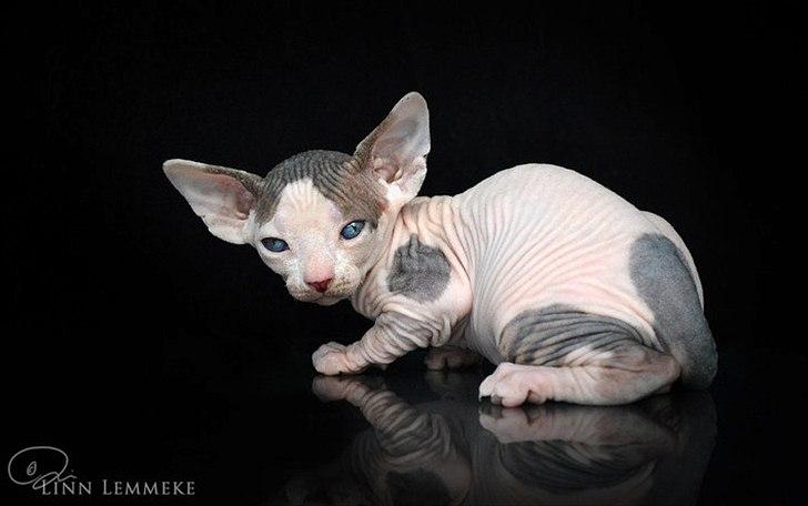 Sphynx Phil collins billede 5