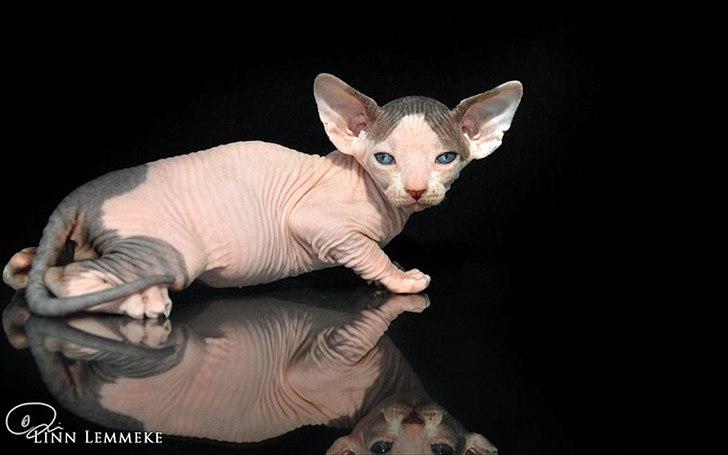 Sphynx Phil collins billede 6
