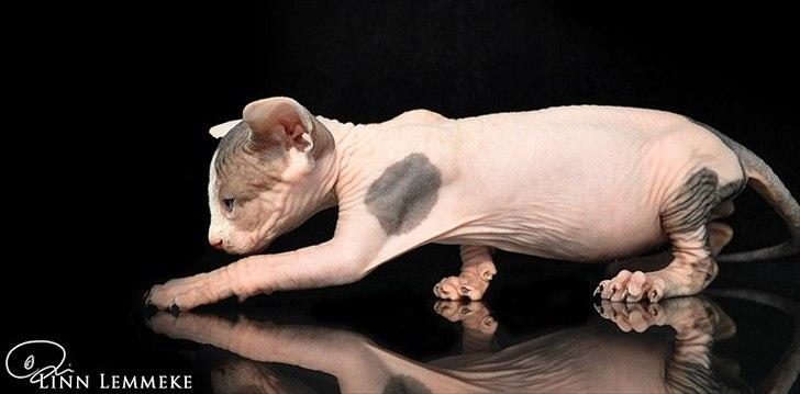 Sphynx Phil collins billede 7