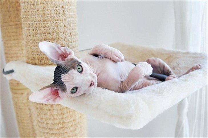 Sphynx Phil collins billede 8