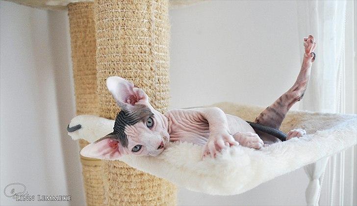 Sphynx Phil collins billede 9