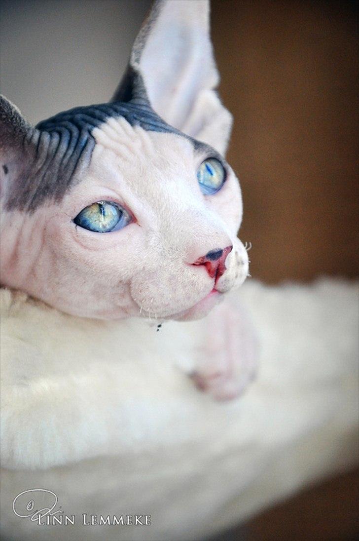 Sphynx Phil collins billede 10
