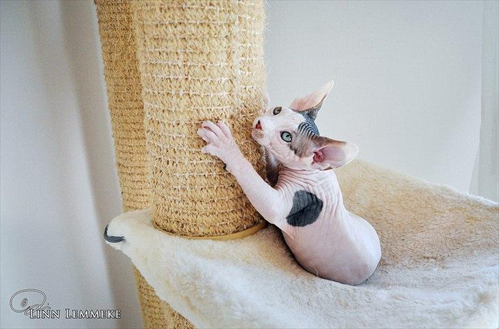 Sphynx Phil collins billede 11
