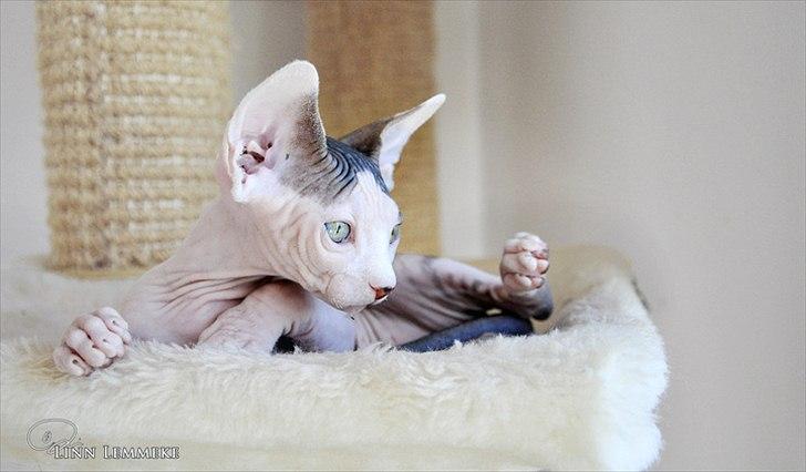Sphynx Phil collins billede 12