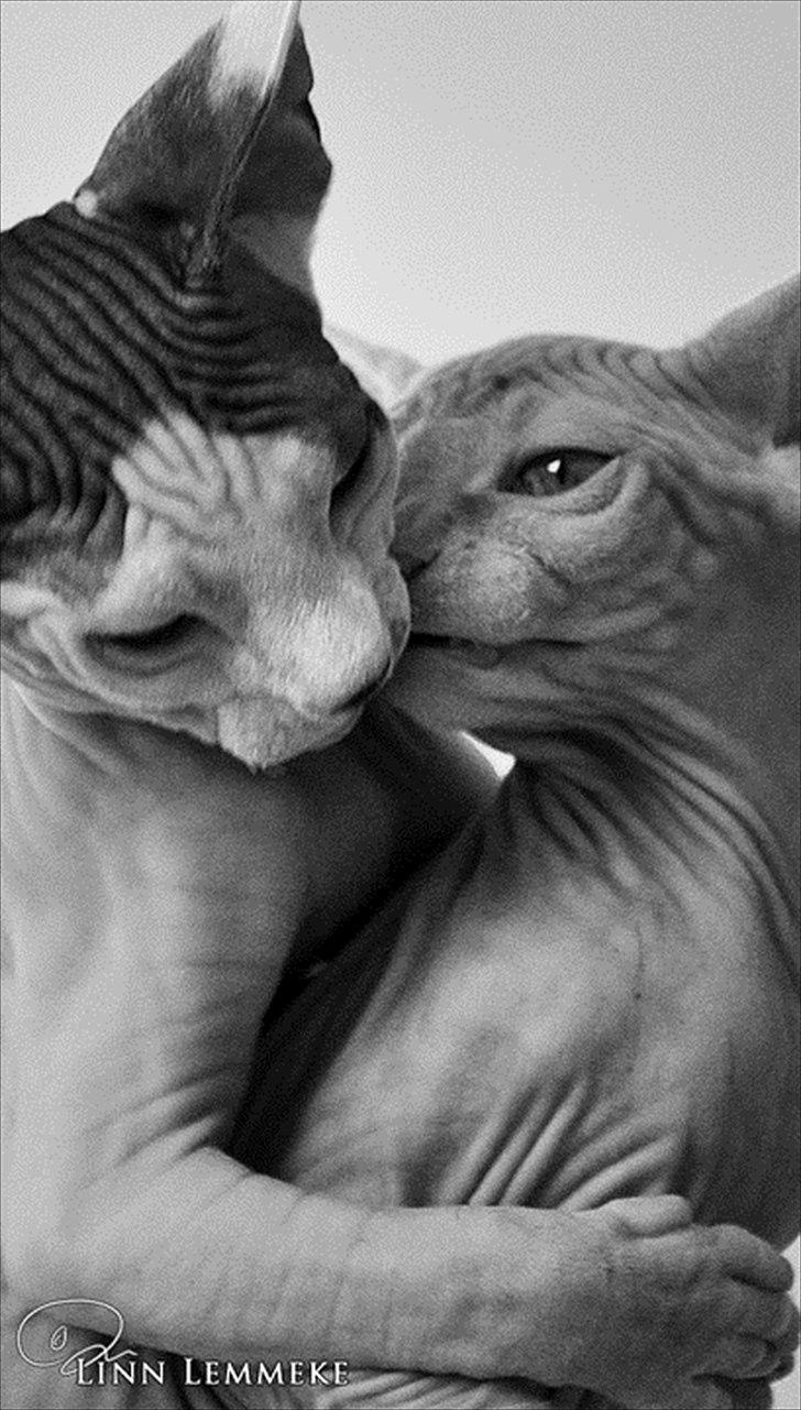 Sphynx Phil collins billede 13