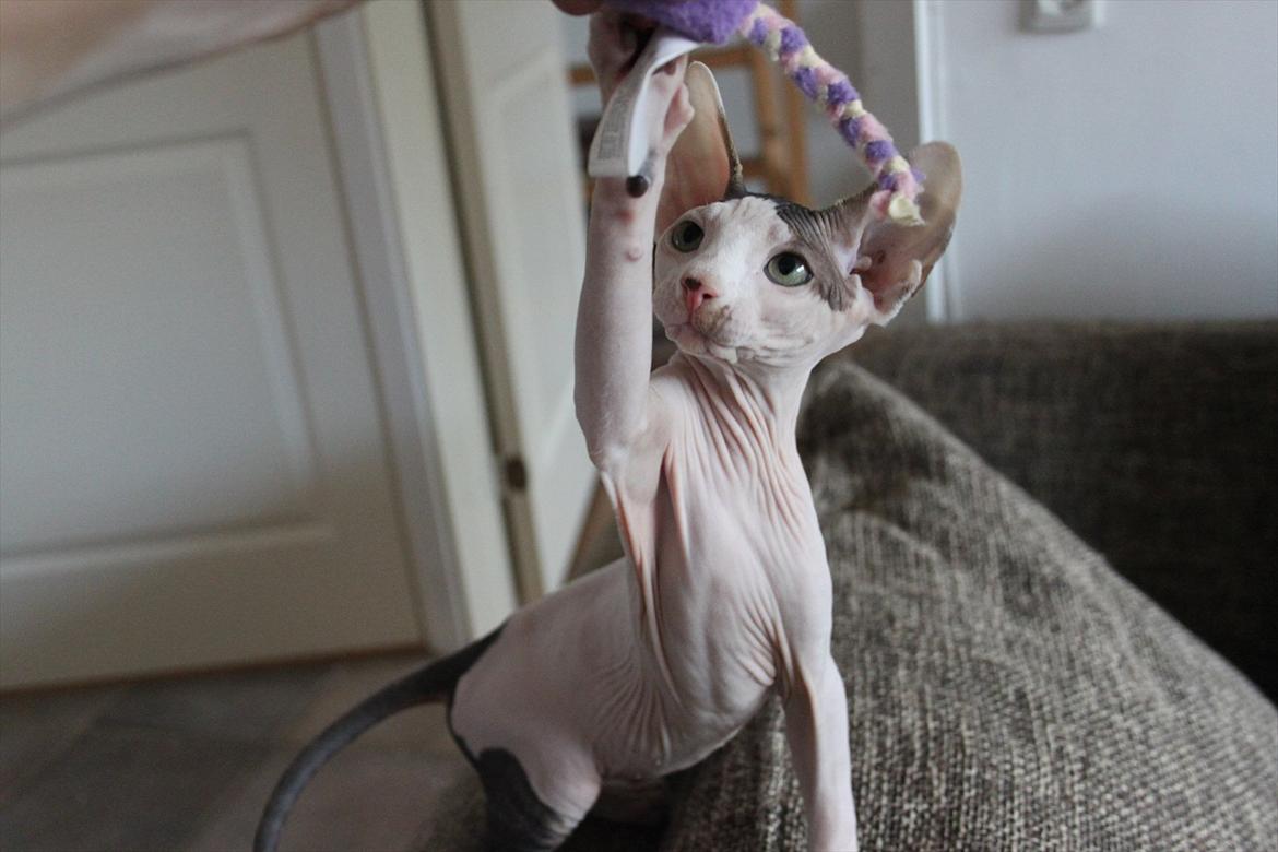 Sphynx Phil collins billede 14