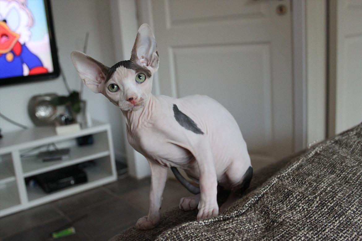 Sphynx Phil collins billede 15