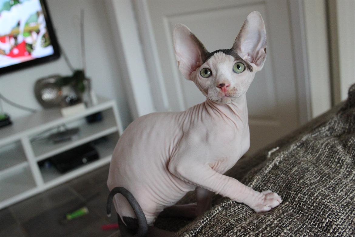 Sphynx Phil collins billede 16