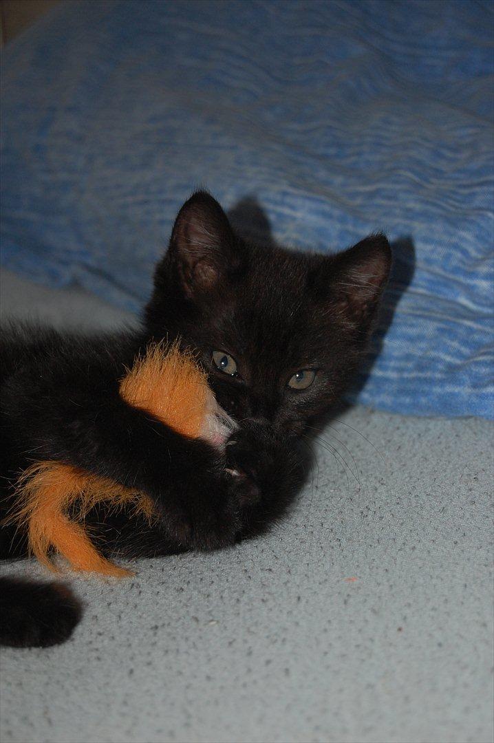 Blanding af racer Mokaî  billede 3