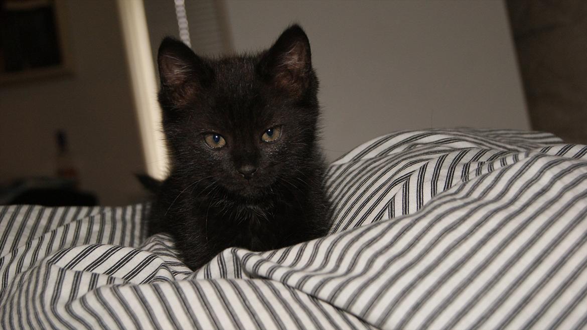 Blanding af racer Mokaî  billede 8