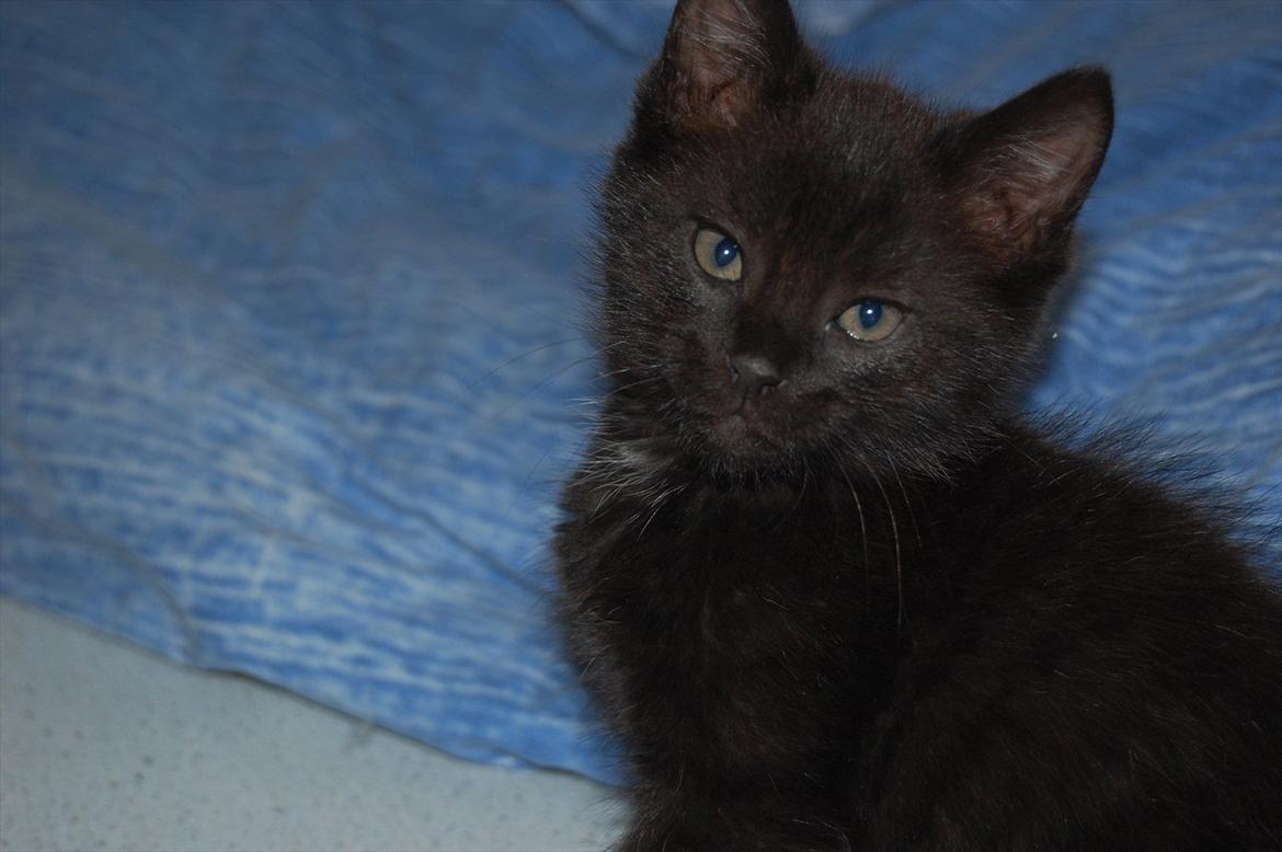 Blanding af racer Mokaî  billede 9