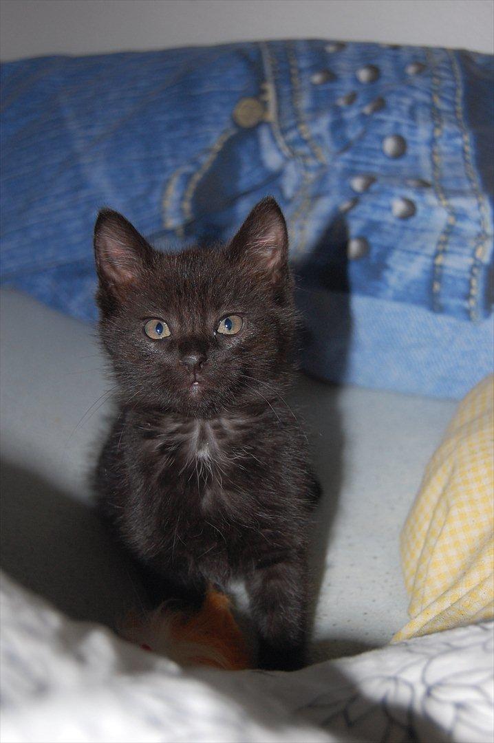 Blanding af racer Mokaî  billede 12