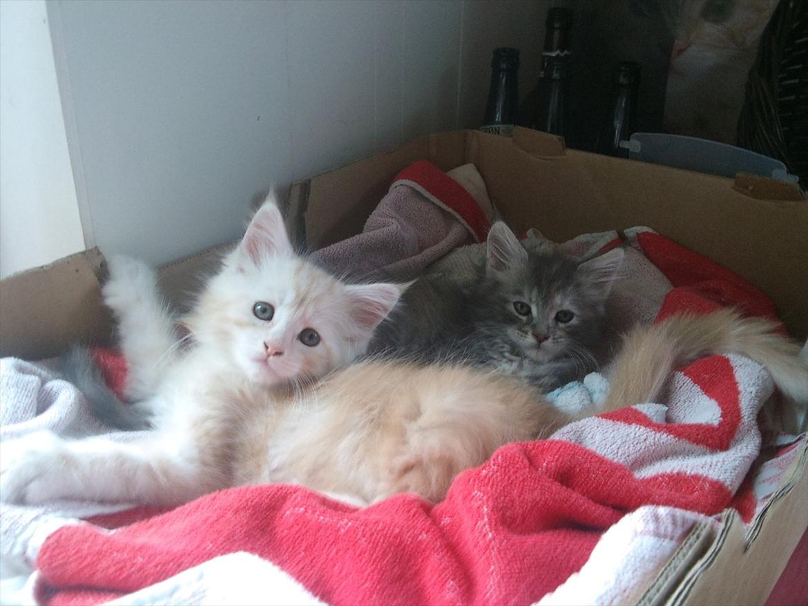 Maine Coon Ezio - 8 uger gammel billede 4