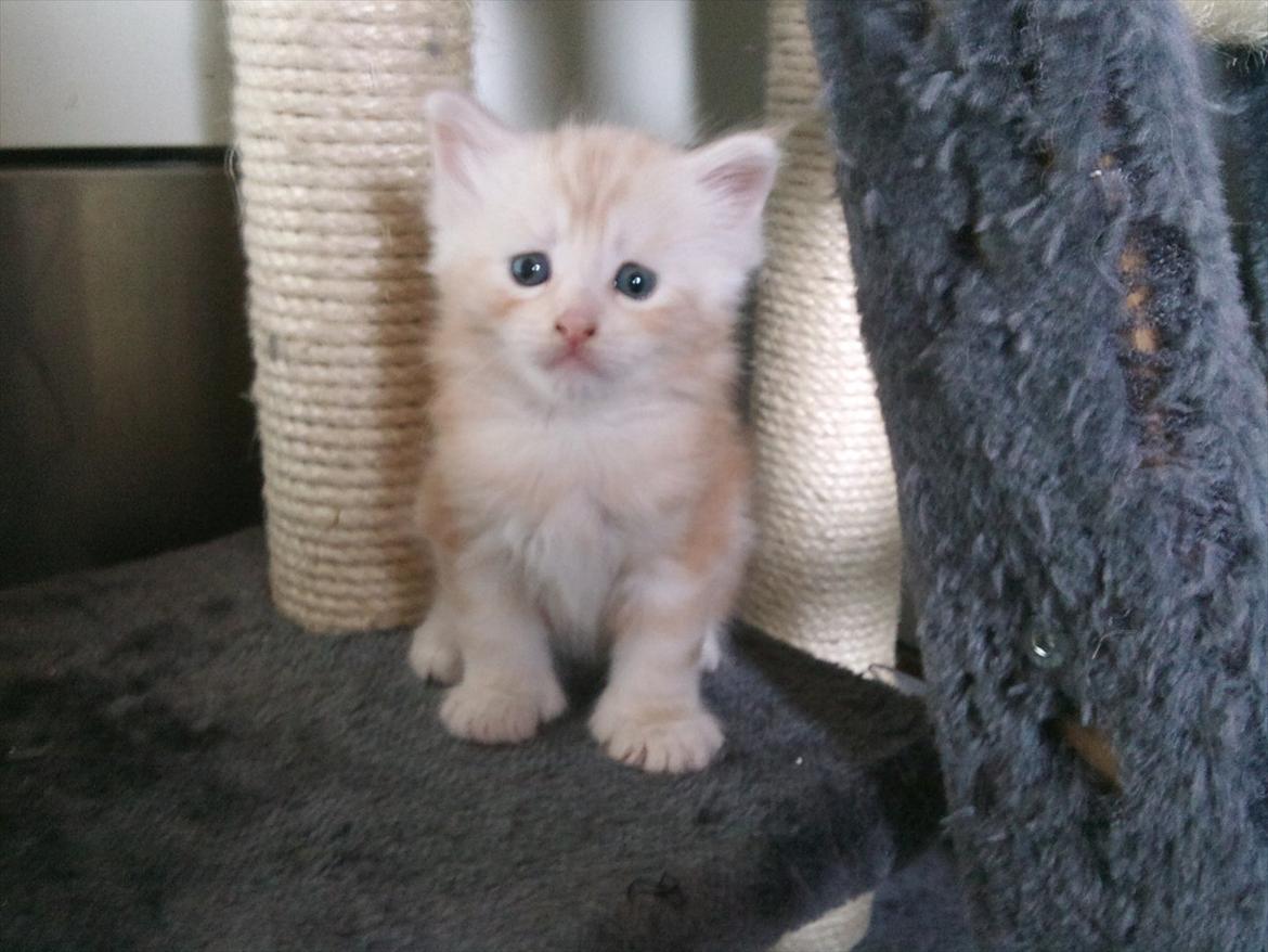 Maine Coon Ezio - 5 uger gammel billede 2