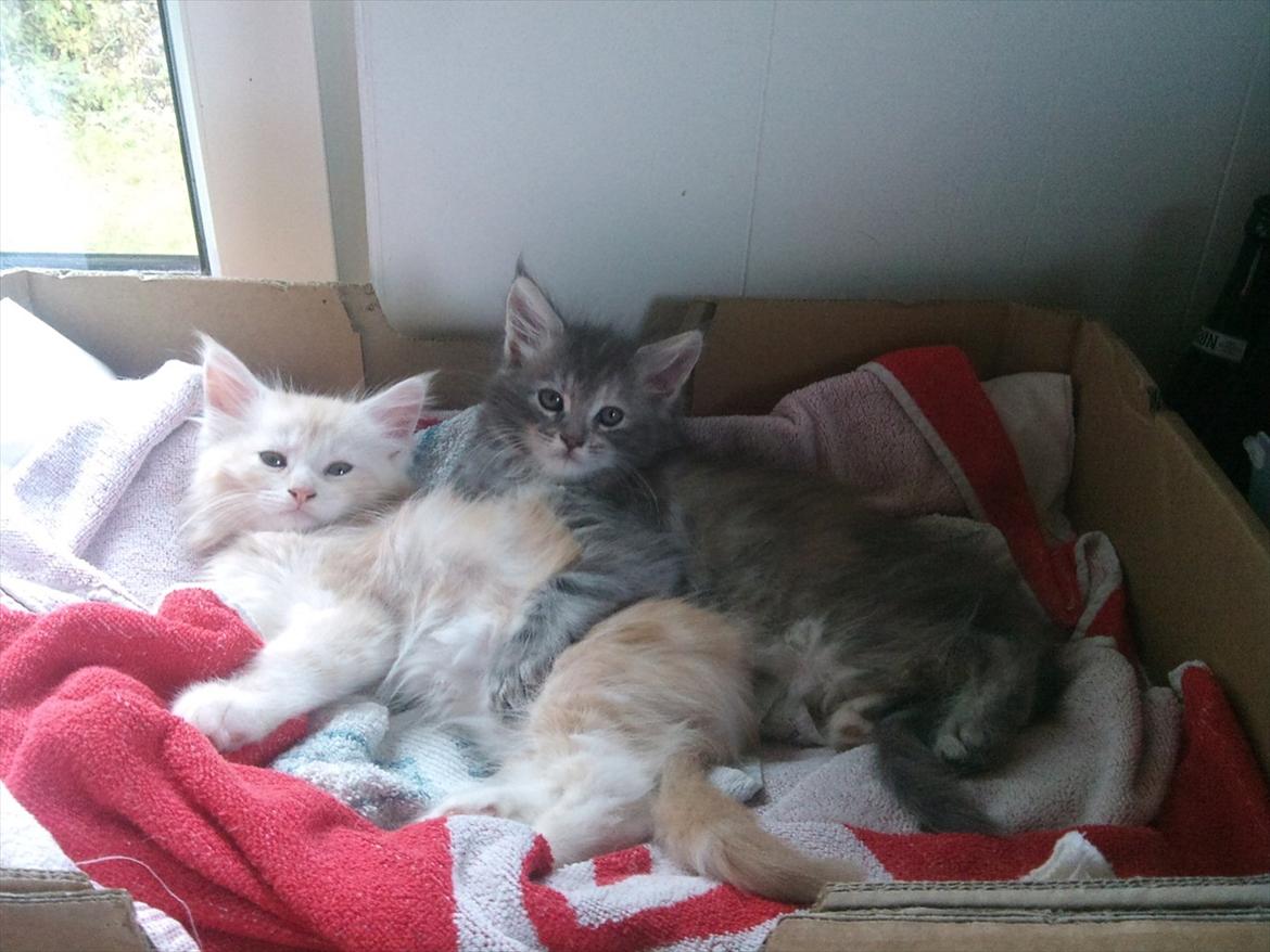 Maine Coon Ezio - 8 uger gammel billede 5