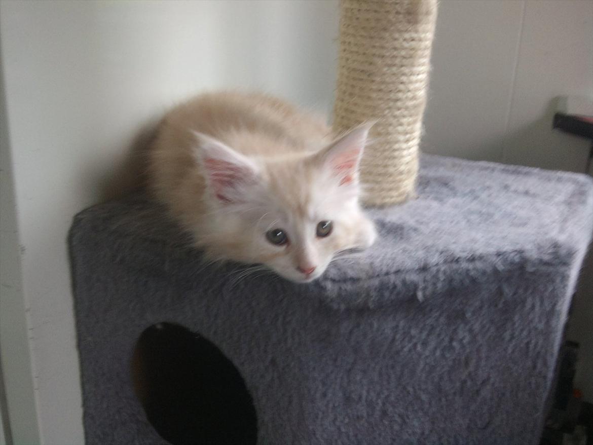 Maine Coon Ezio - 9 uger gammel billede 6