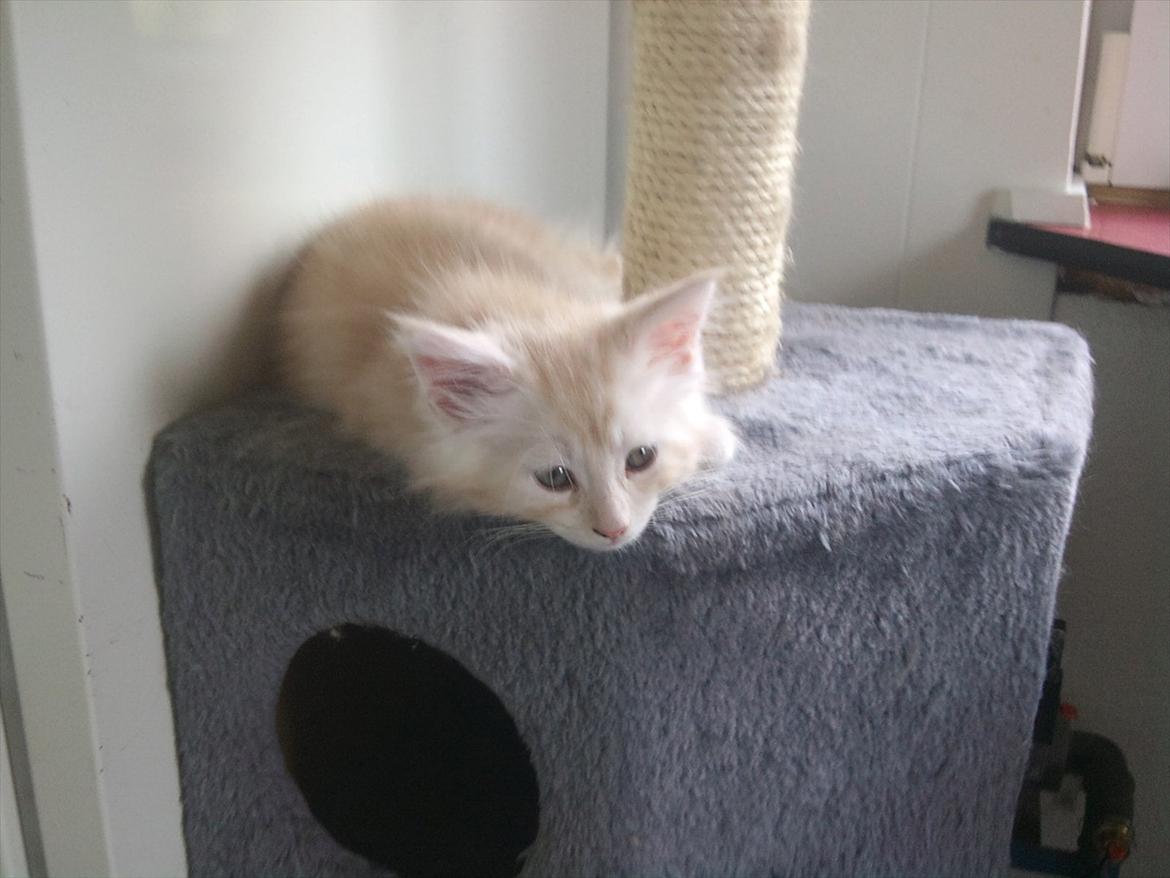 Maine Coon Ezio - 9 uger gammel billede 7