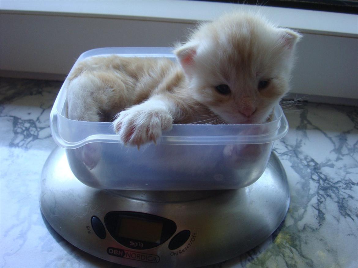 Maine Coon Ezio - 2 uger gammel billede 1