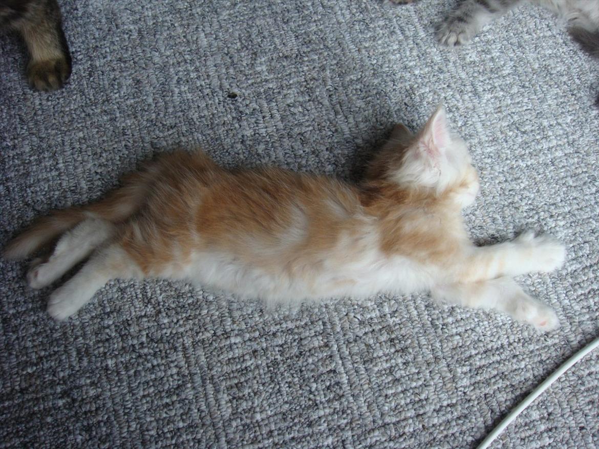 Maine Coon Ezio - 6 uger gammel billede 3