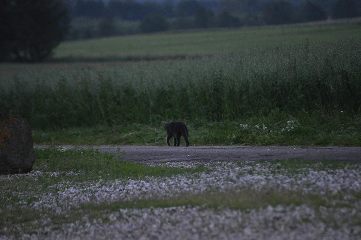 Blanding af racer Putte billede 7