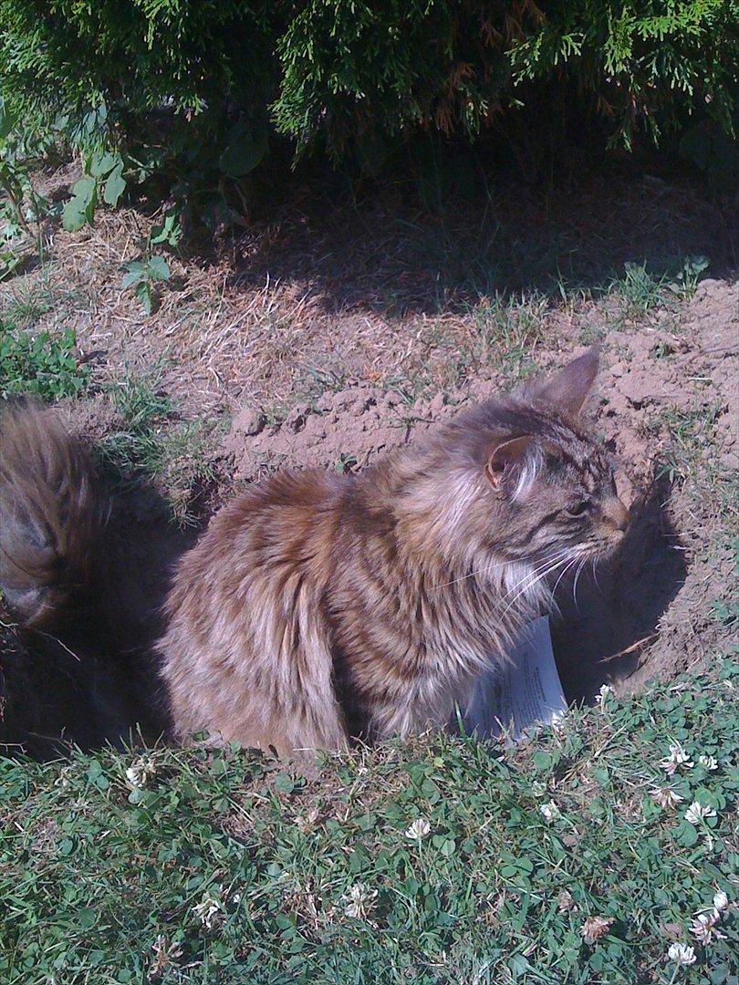 Maine Coon Simba - Vi skulle begrave vores kanin men Simba syntes lige han skulle tjekket hullet først :P billede 7