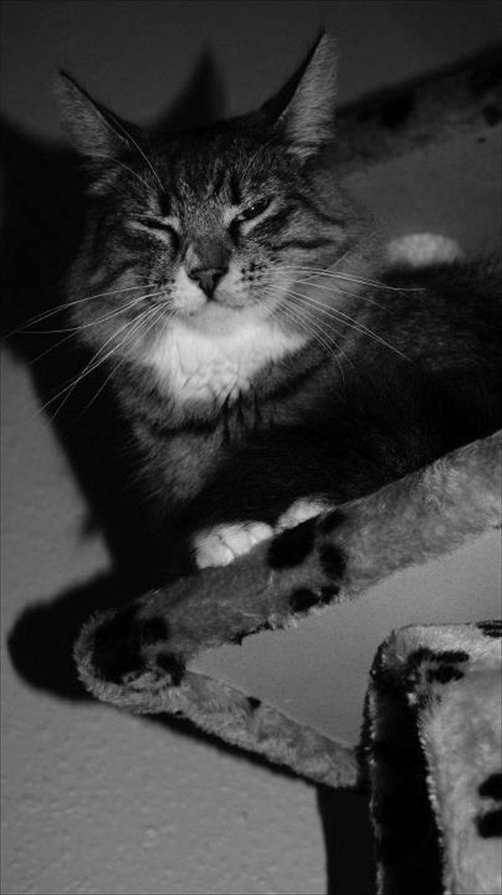 Norsk Skovkat DK Dreaming Stars Amazing Duchess billede 3