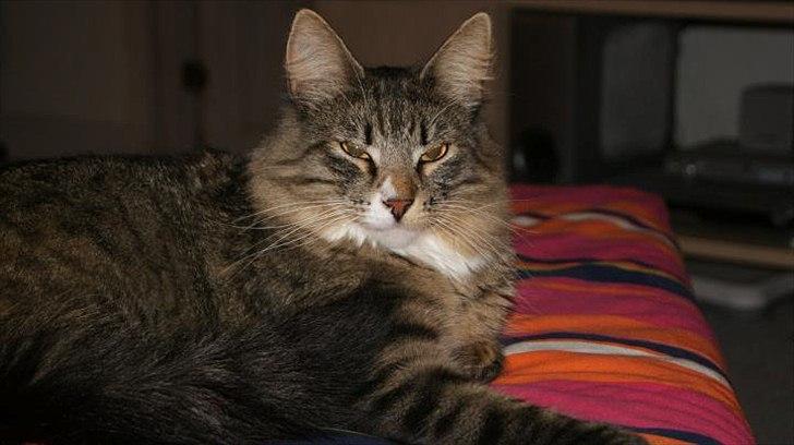 Norsk Skovkat DK Dreaming Stars Amazing Duchess billede 4