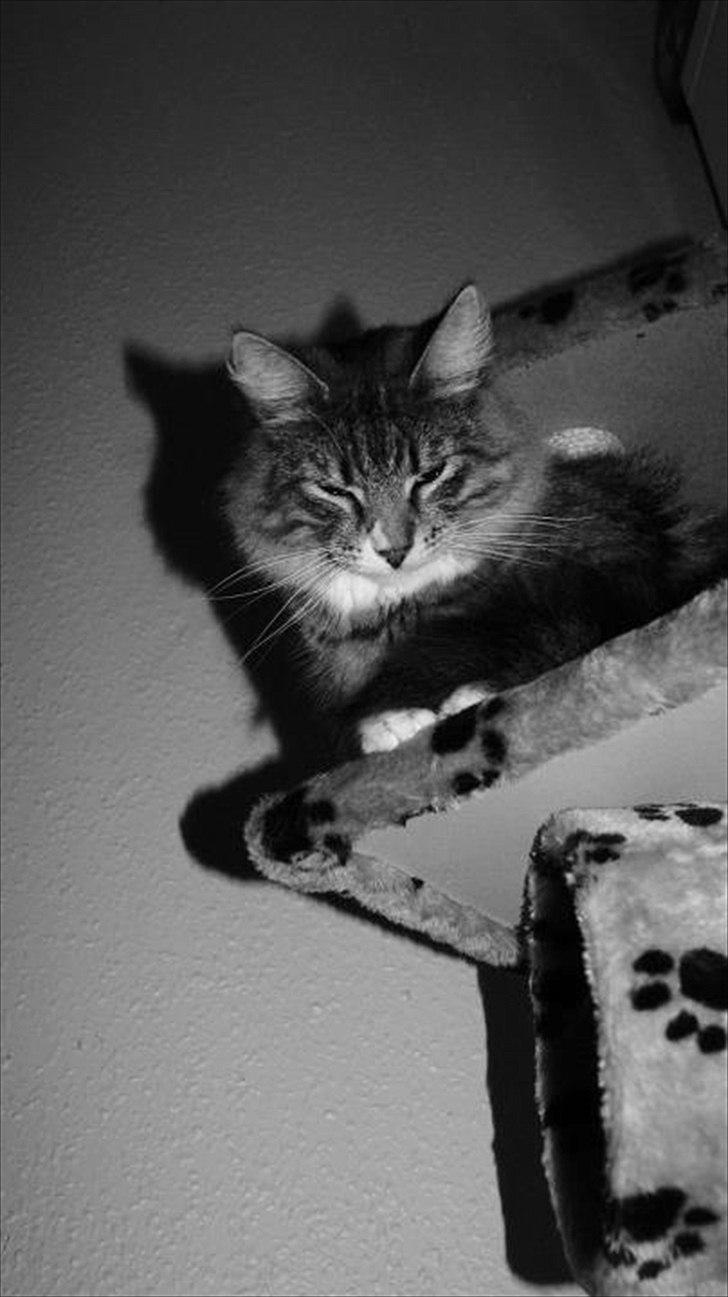 Norsk Skovkat DK Dreaming Stars Amazing Duchess billede 5