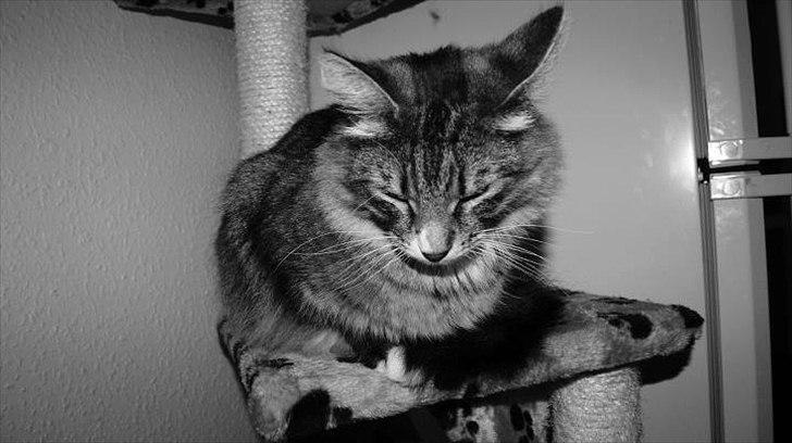 Norsk Skovkat DK Dreaming Stars Amazing Duchess billede 6