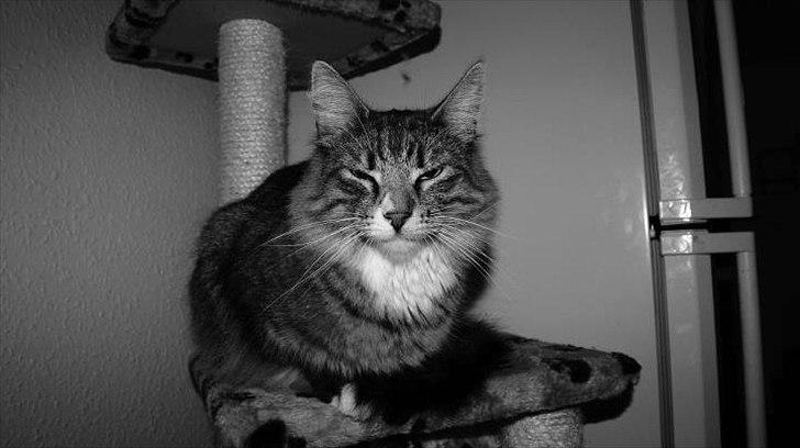 Norsk Skovkat DK Dreaming Stars Amazing Duchess billede 7