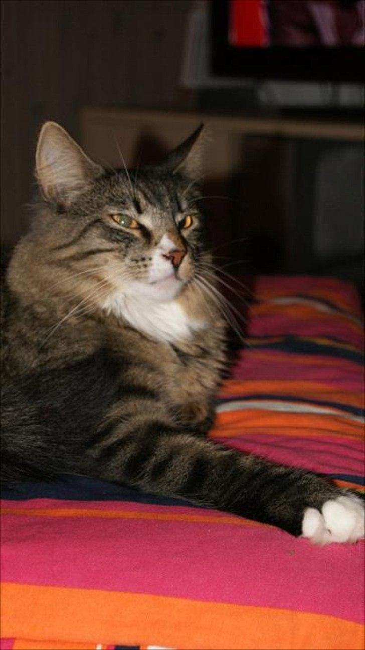 Norsk Skovkat DK Dreaming Stars Amazing Duchess billede 8