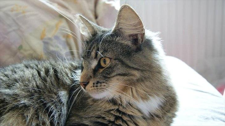 Norsk Skovkat DK Dreaming Stars Amazing Duchess billede 9