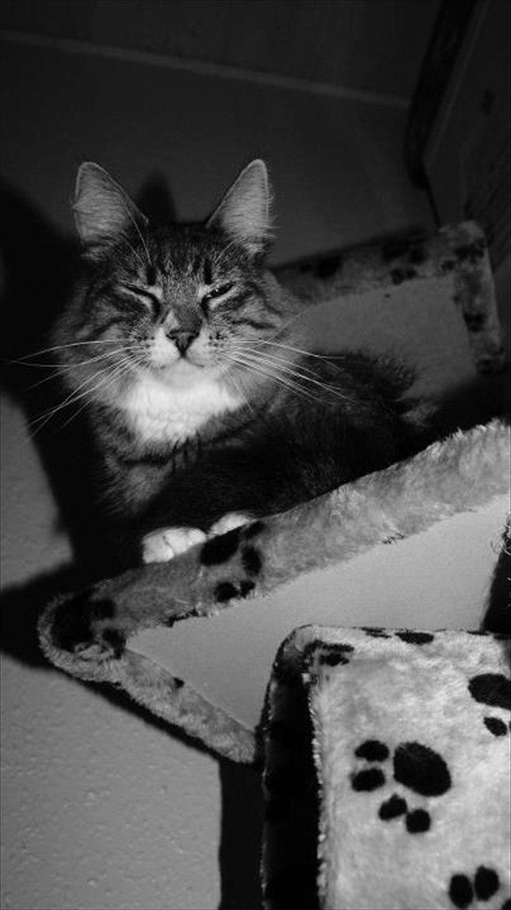 Norsk Skovkat DK Dreaming Stars Amazing Duchess billede 10