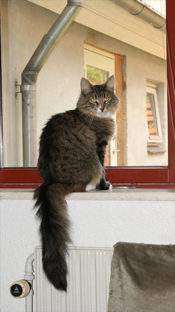 Norsk Skovkat DK Dreaming Stars Amazing Duchess - jeg kunne rigtig godt tænke mig at komme derud, må jeg godt det? billede 11