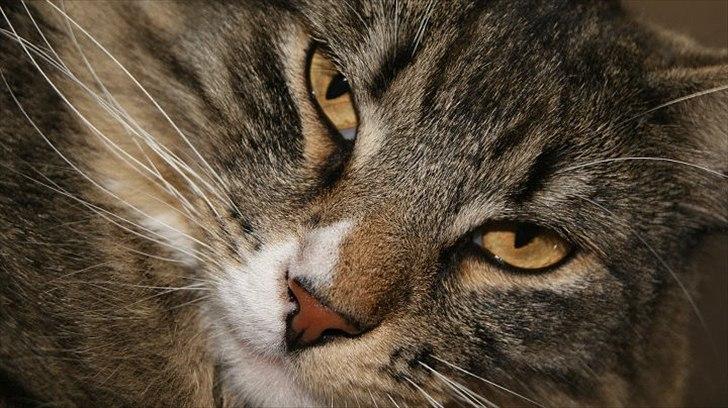 Norsk Skovkat DK Dreaming Stars Amazing Duchess billede 2