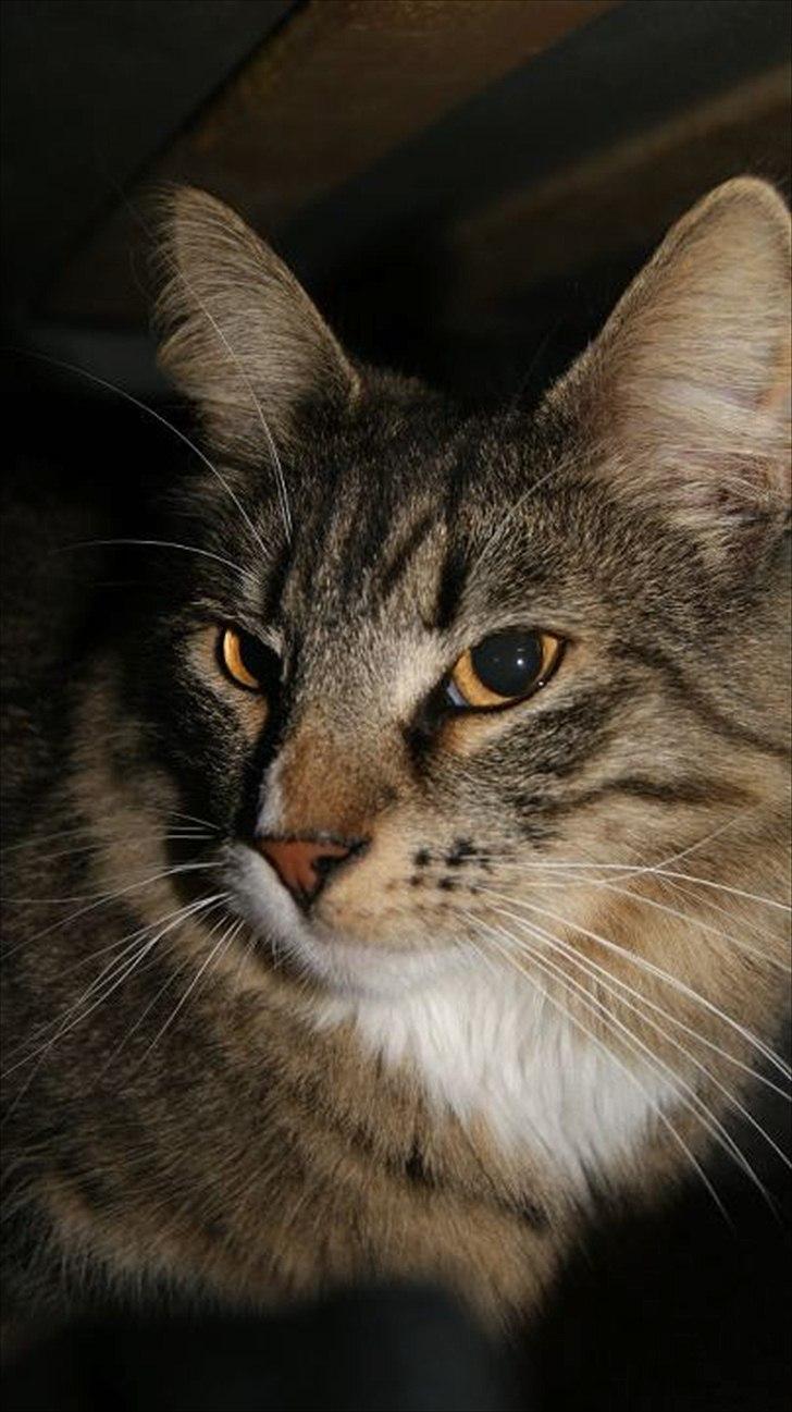 Norsk Skovkat DK Dreaming Stars Amazing Duchess billede 13