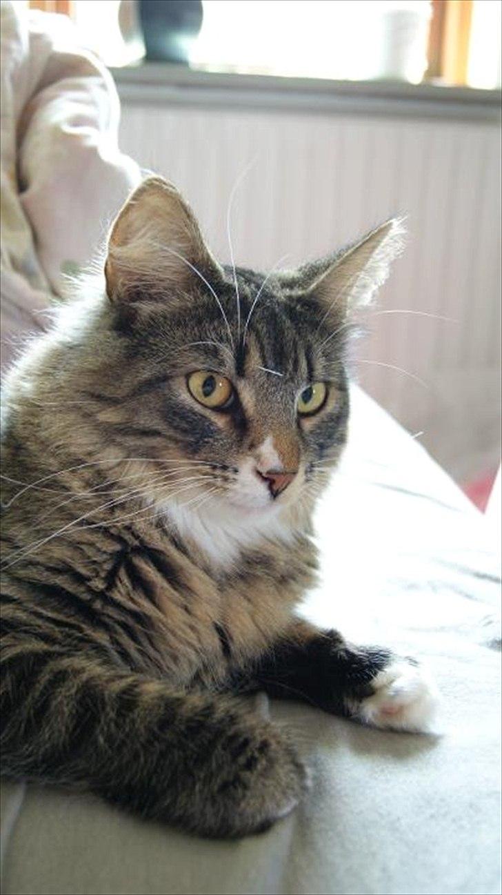 Norsk Skovkat DK Dreaming Stars Amazing Duchess billede 15