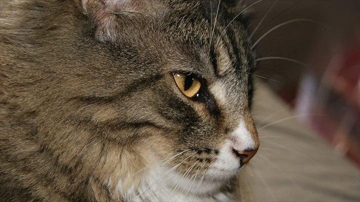 Norsk Skovkat DK Dreaming Stars Amazing Duchess billede 1