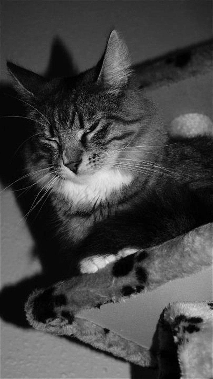 Norsk Skovkat DK Dreaming Stars Amazing Duchess billede 16