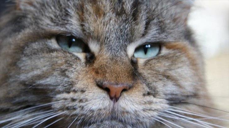 Maine Coon DK's bright Magdalena billede 1