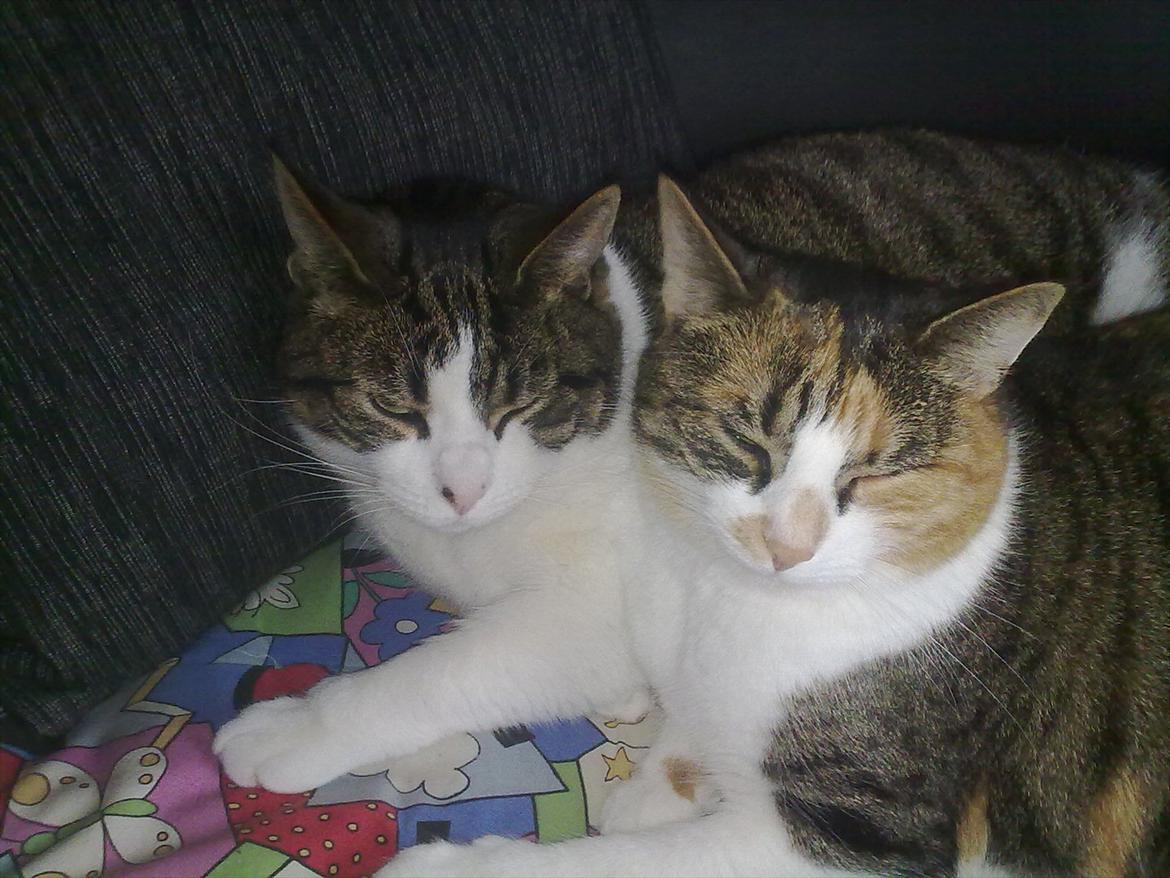 Blanding af racer Kashmir *R.I.P min engel* <3 billede 11