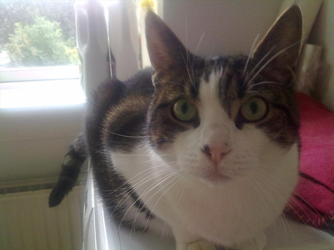 Blanding af racer Kashmir *R.I.P min engel* <3 billede 1