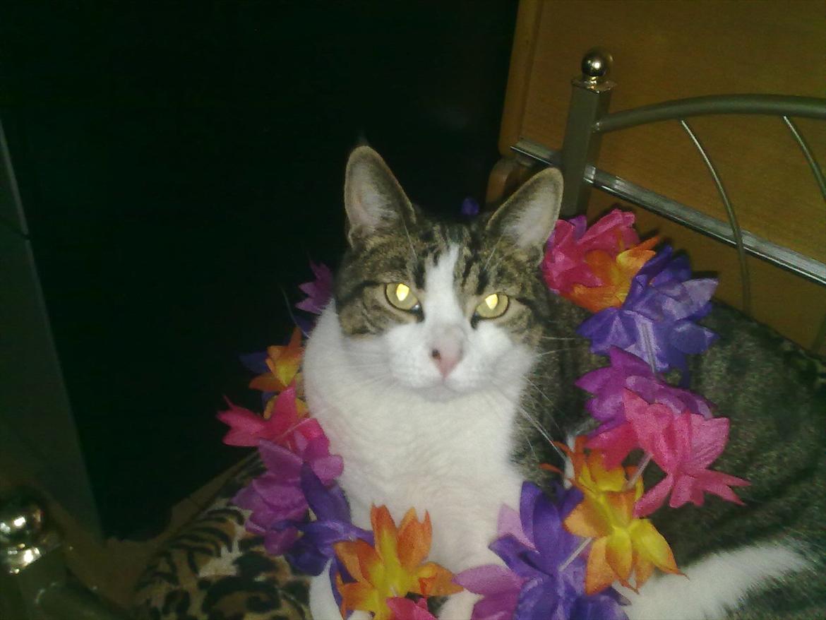 Blanding af racer Kashmir *R.I.P min engel* <3 billede 12