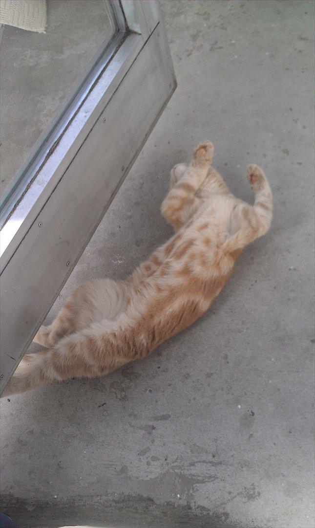 Huskat Lucifer Otis billede 9