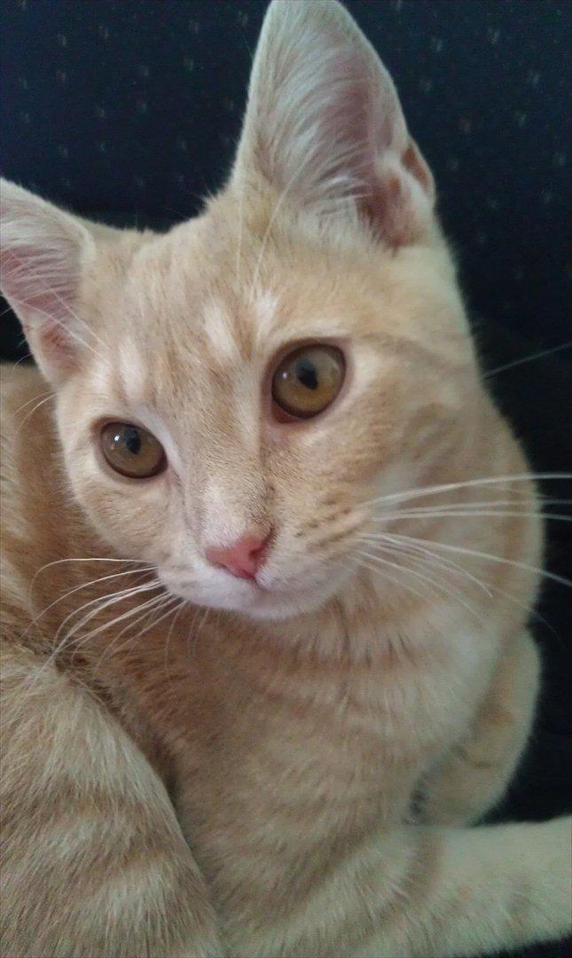 Huskat Lucifer Otis billede 1