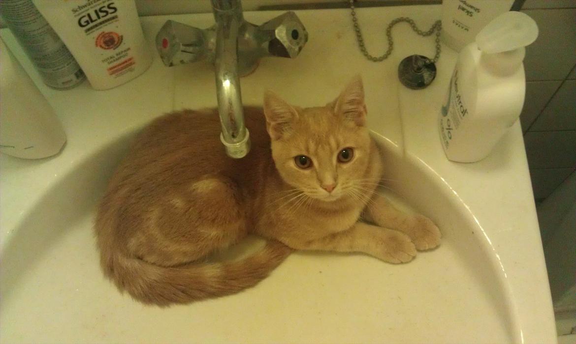 Huskat Lucifer Otis billede 10