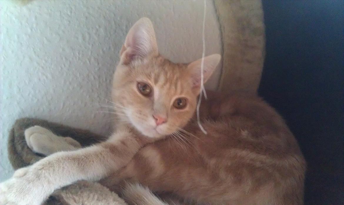 Huskat Lucifer Otis billede 11