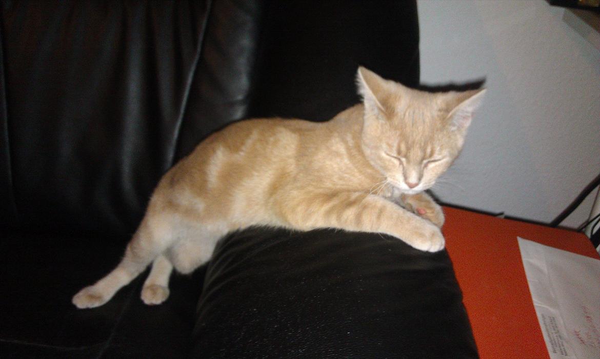 Huskat Lucifer Otis billede 12