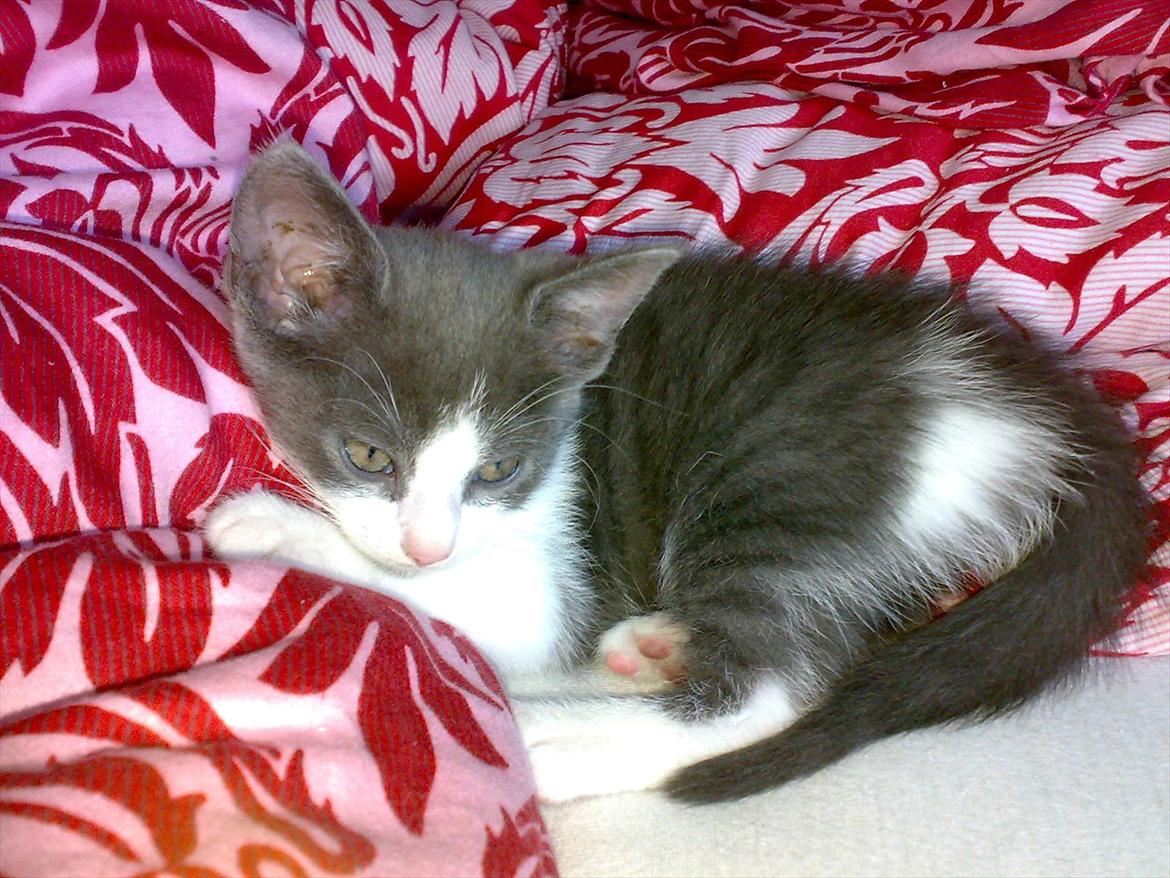 Huskat Minni billede 6