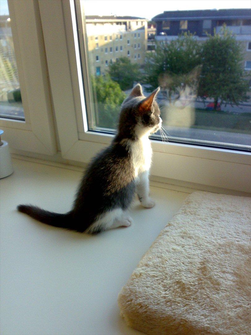 Huskat Minni billede 7